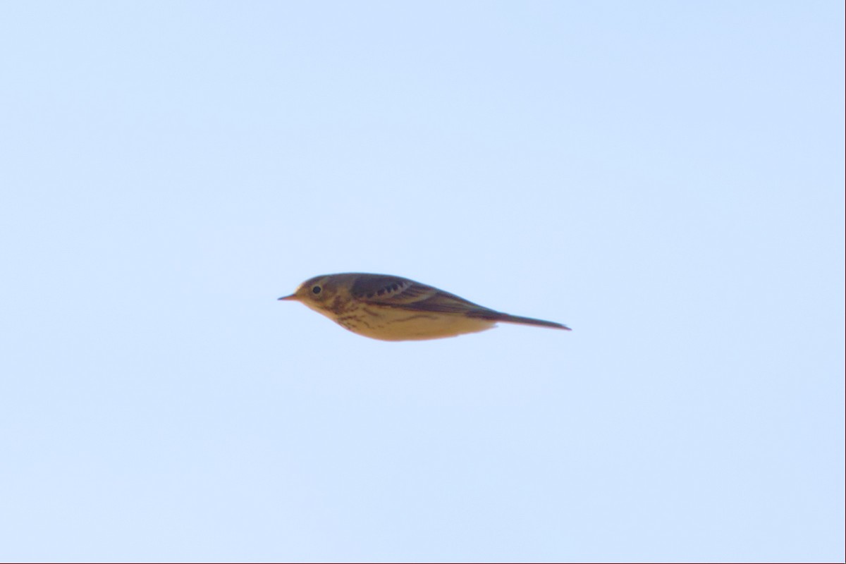 American Pipit - ML506837051