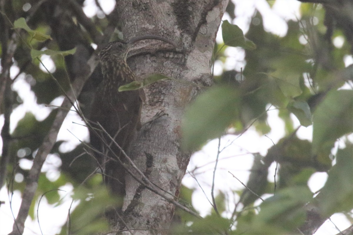 Xingu Scythebill - ML506837201