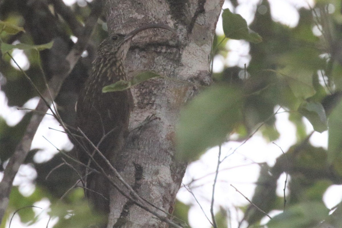 Xingu Scythebill - ML506837211