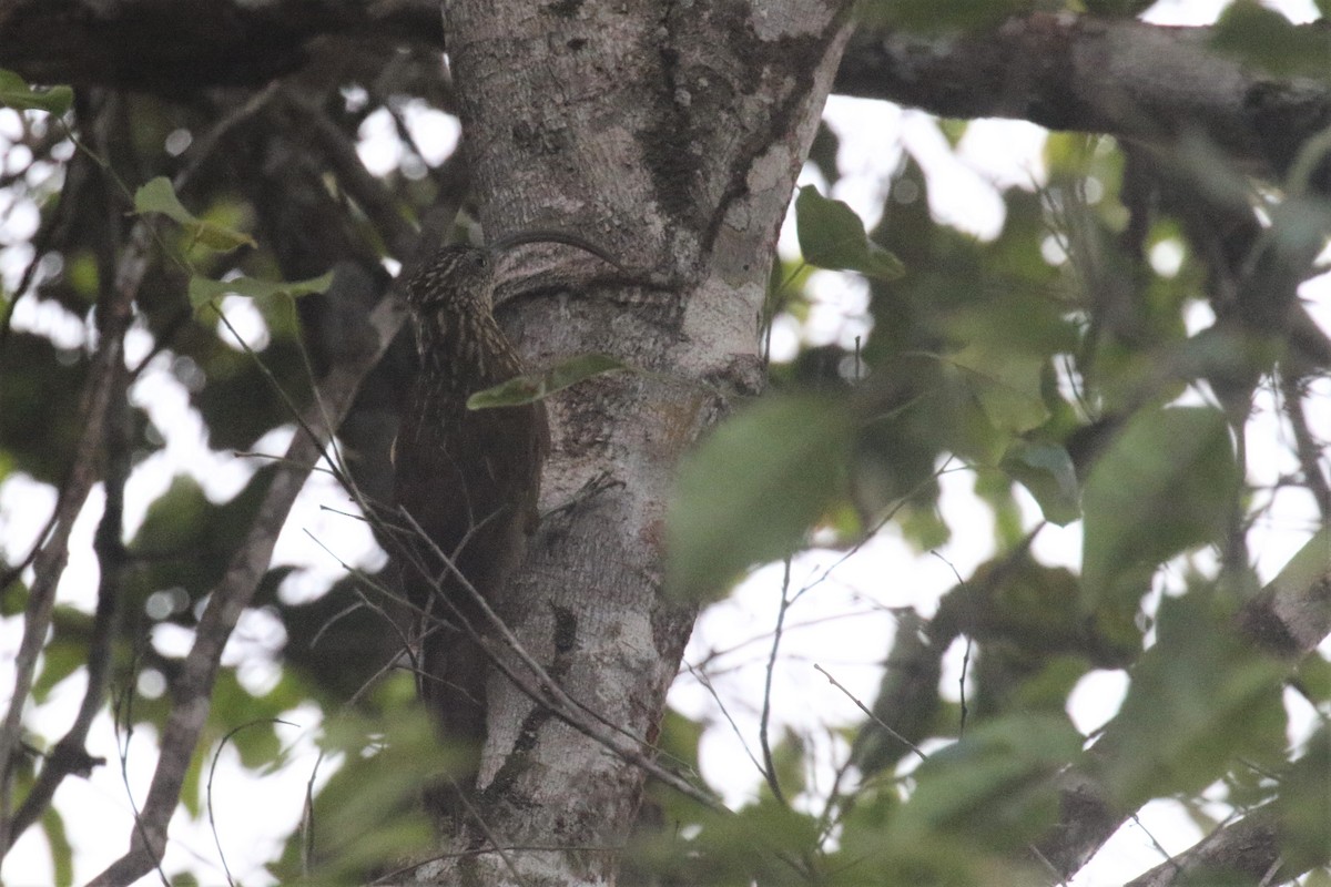 Xingu Scythebill - ML506837221