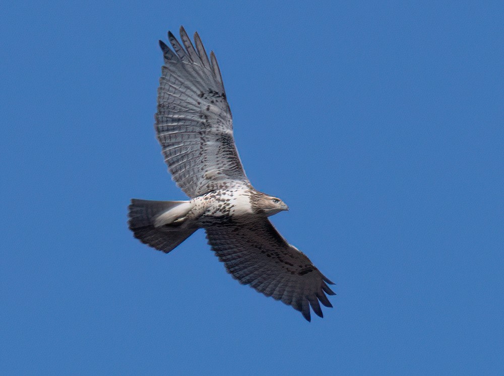 Red-tailed Hawk - ML506837641