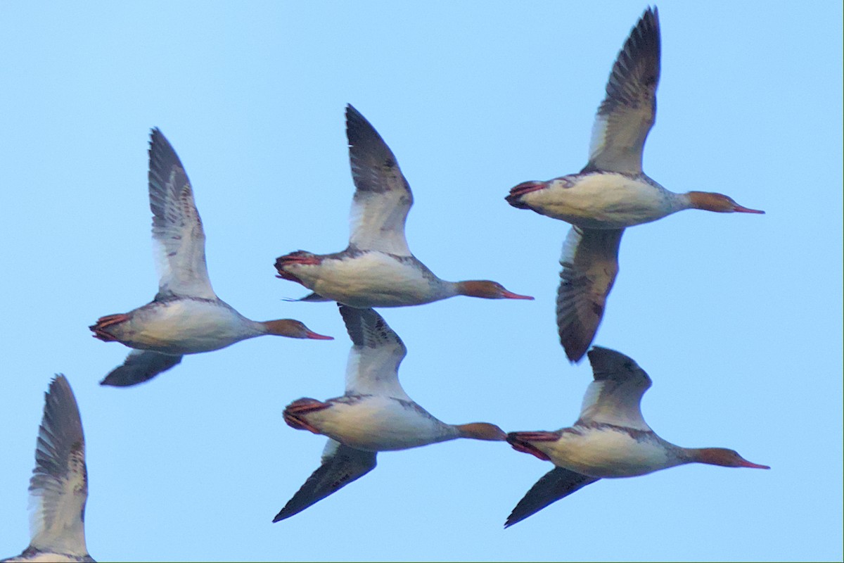 Red-breasted Merganser - ML506838041
