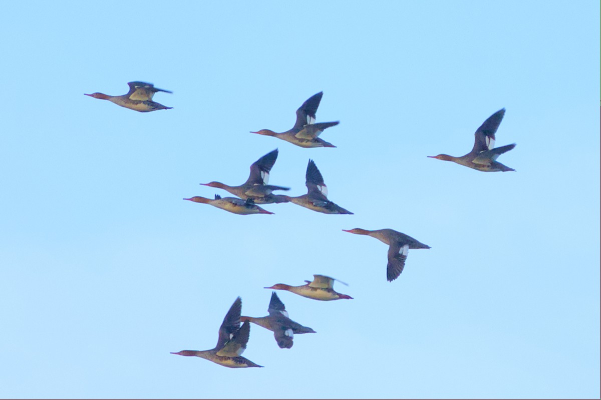 Red-breasted Merganser - ML506838061