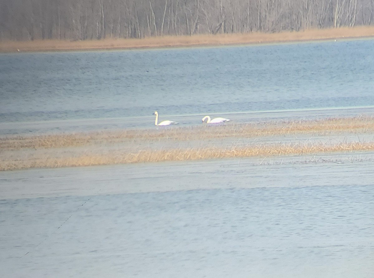 Trumpeter Swan - ML506838491