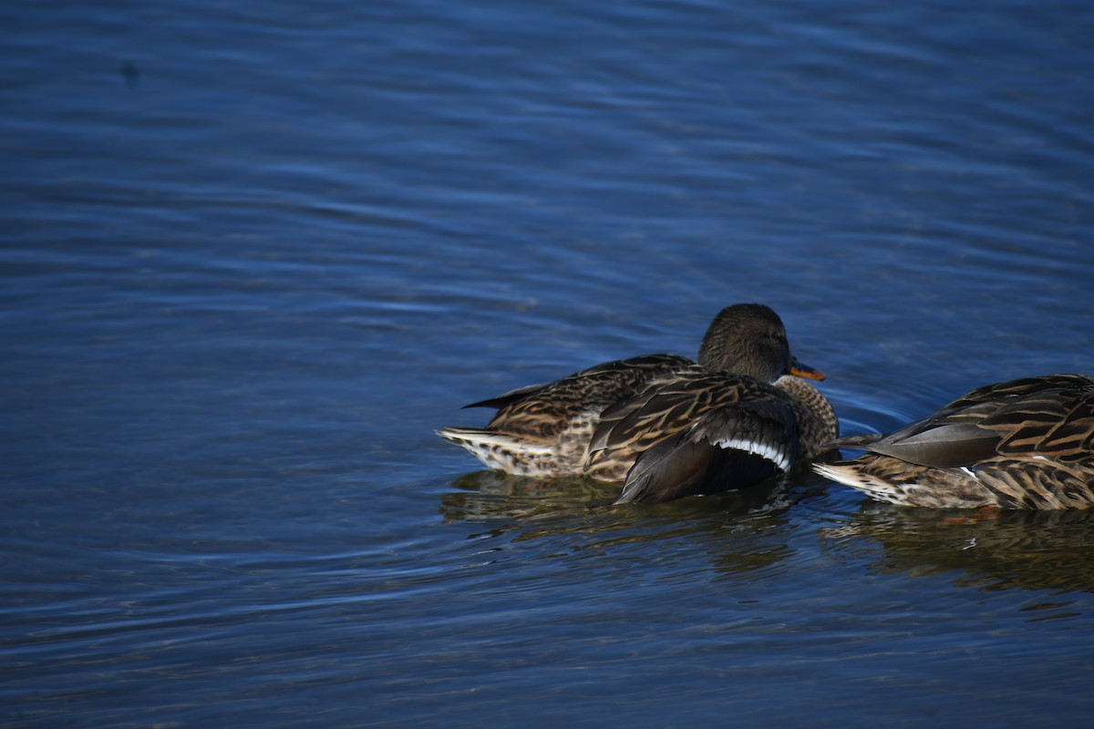 Mallard - Barbra Sobhani