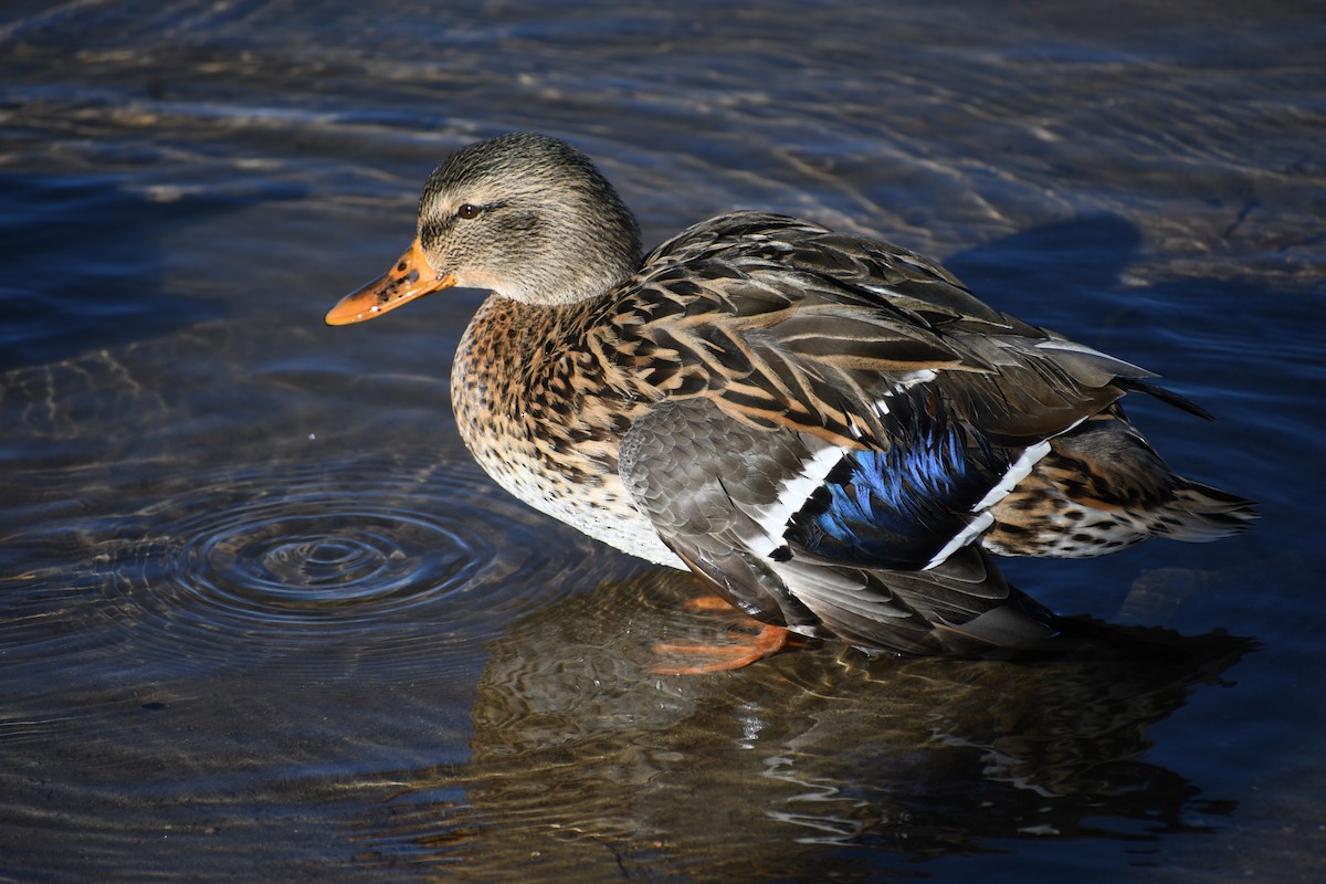 Mallard - Barbra Sobhani