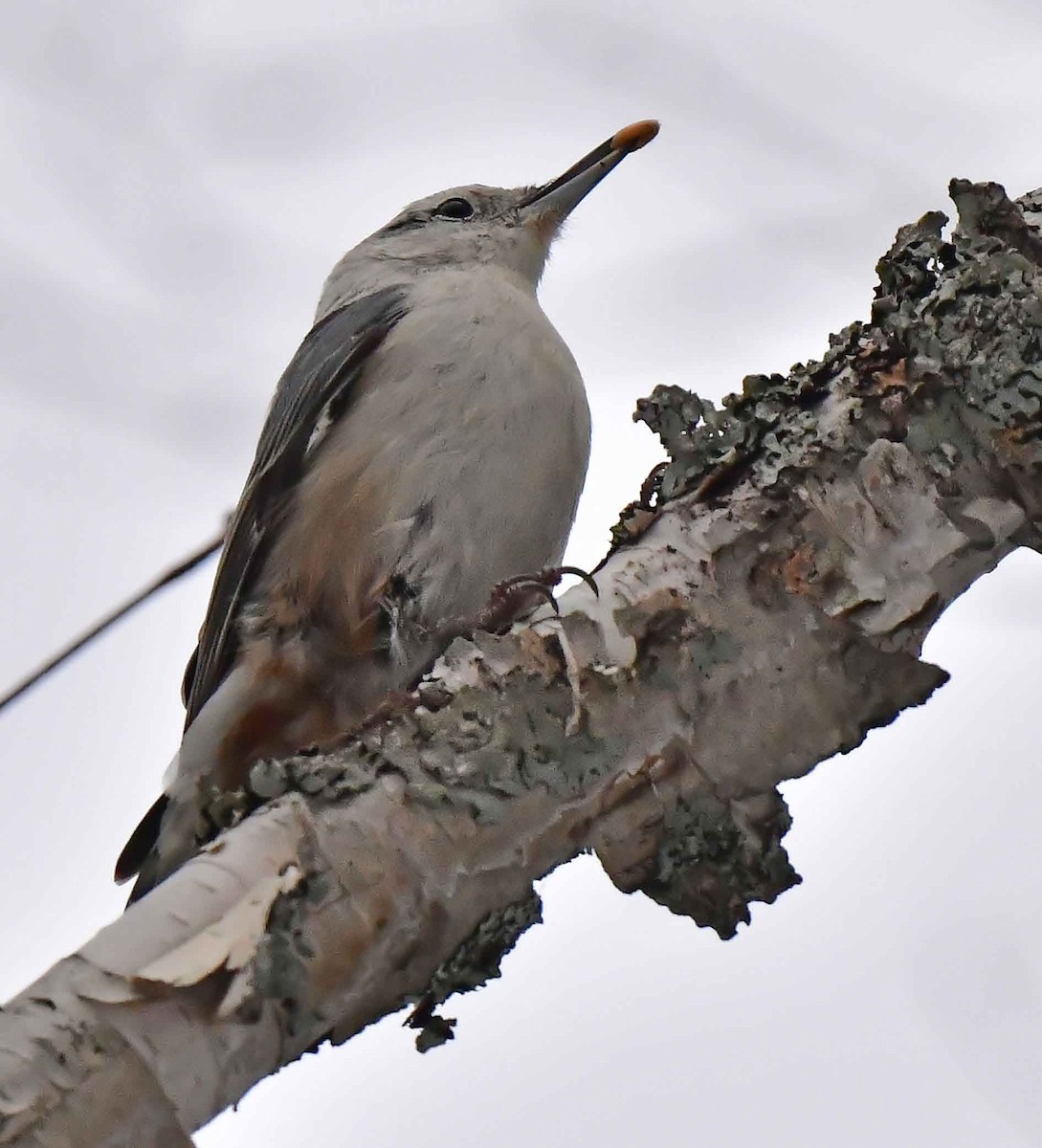 White-breasted Nuthatch - ML506840891