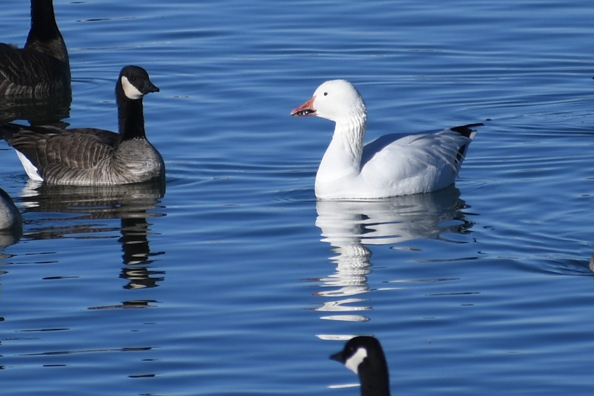 Snow Goose - ML506841041