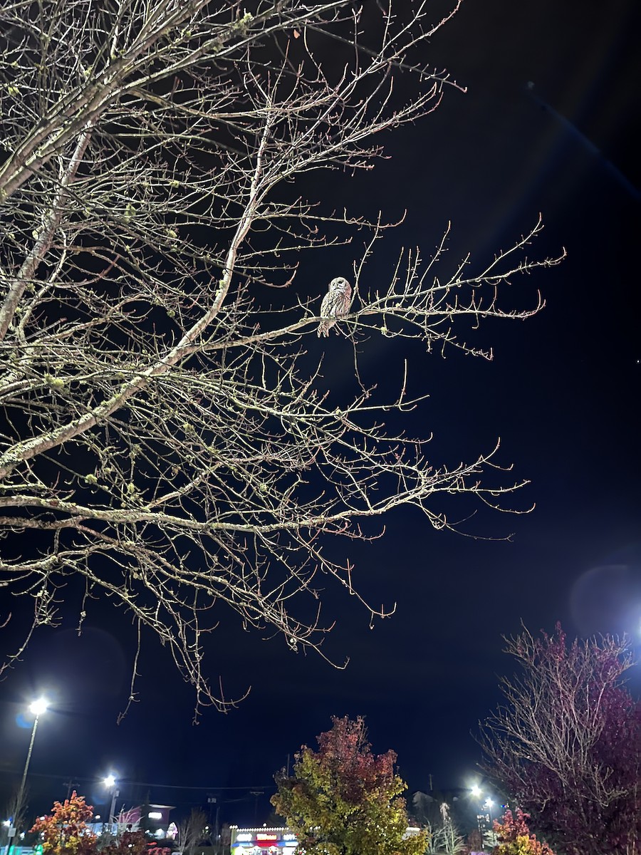 Barred Owl - ML506841371