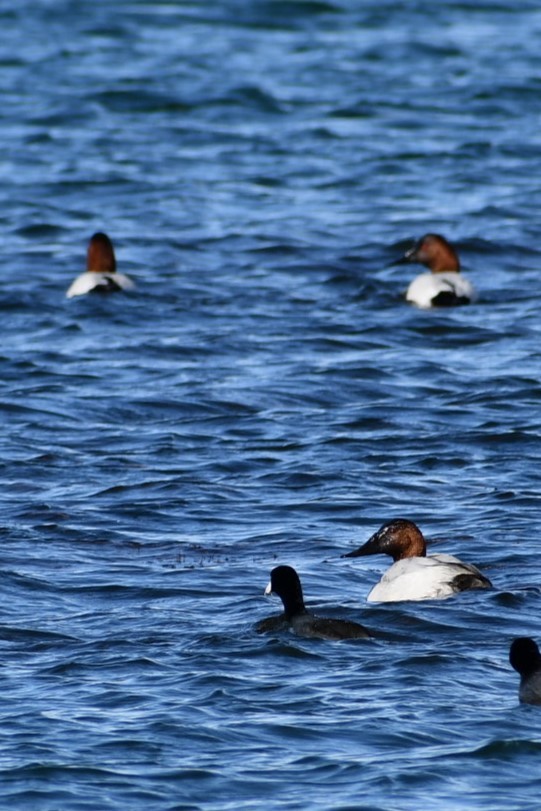 Canvasback - Barbra Sobhani