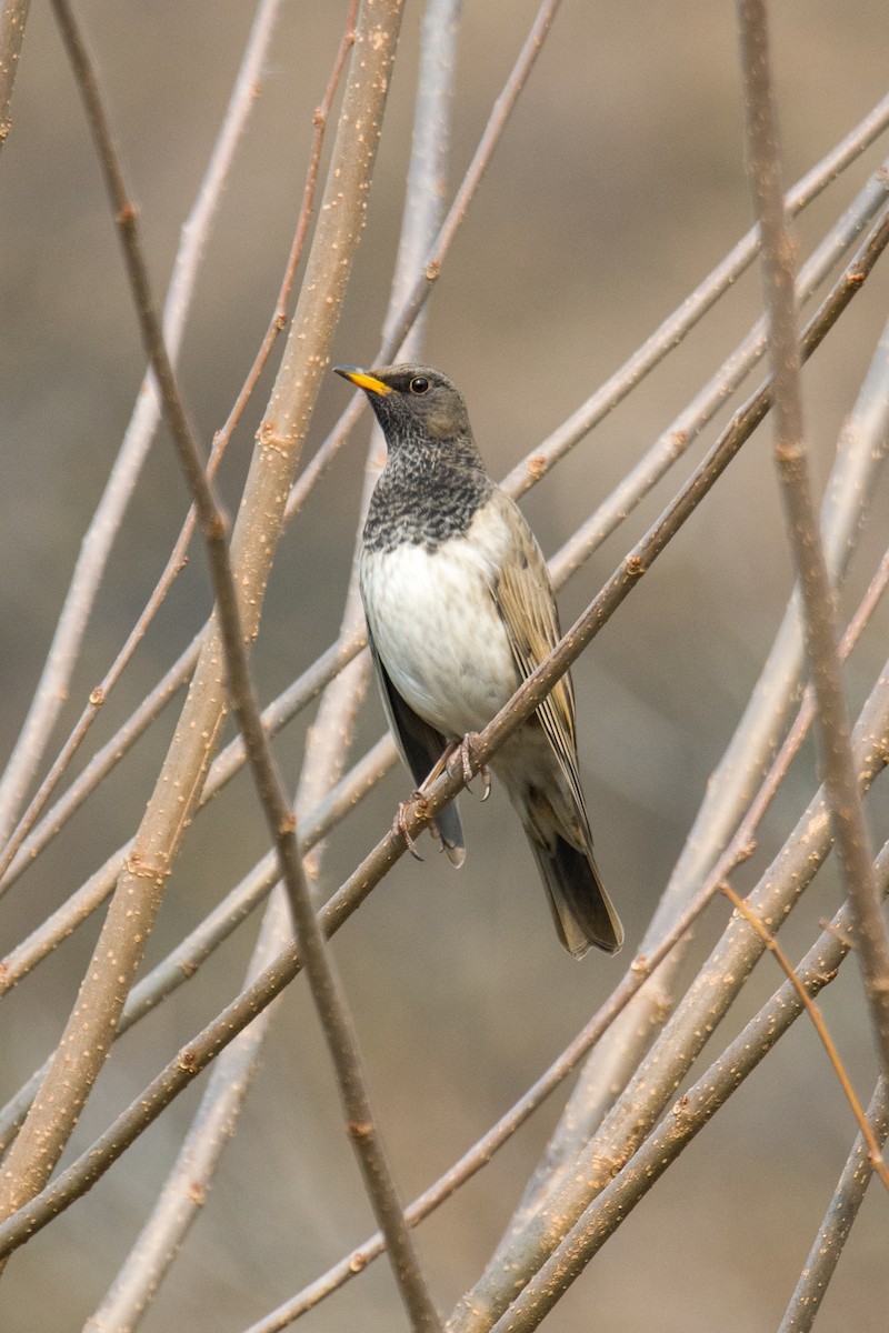 Black-throated Thrush - ML506842031