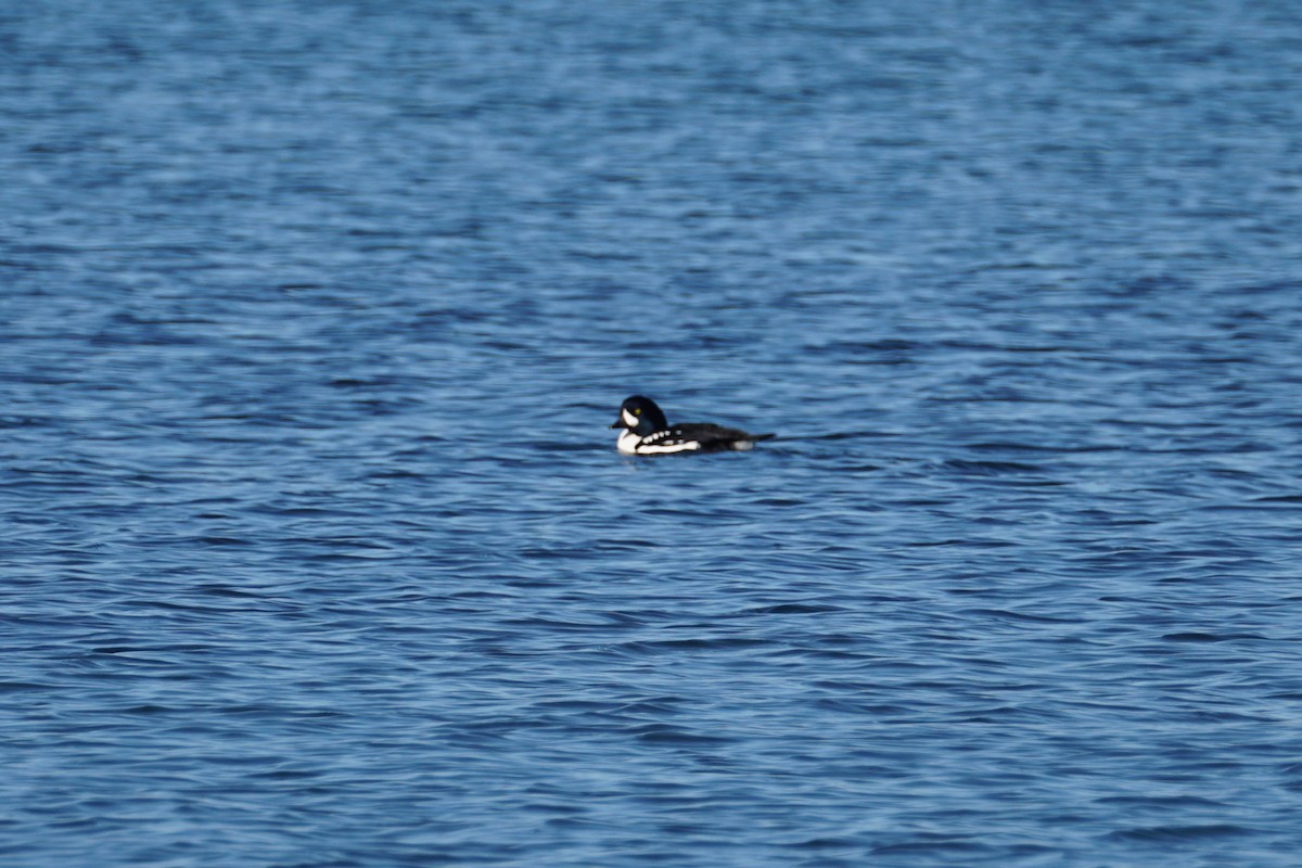 Barrow's Goldeneye - ML506844511