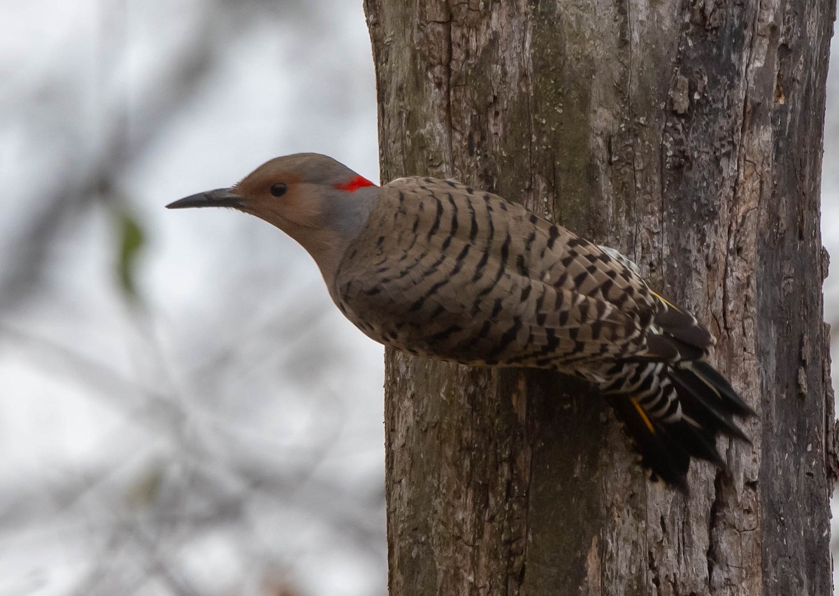 Northern Flicker - ML506844521