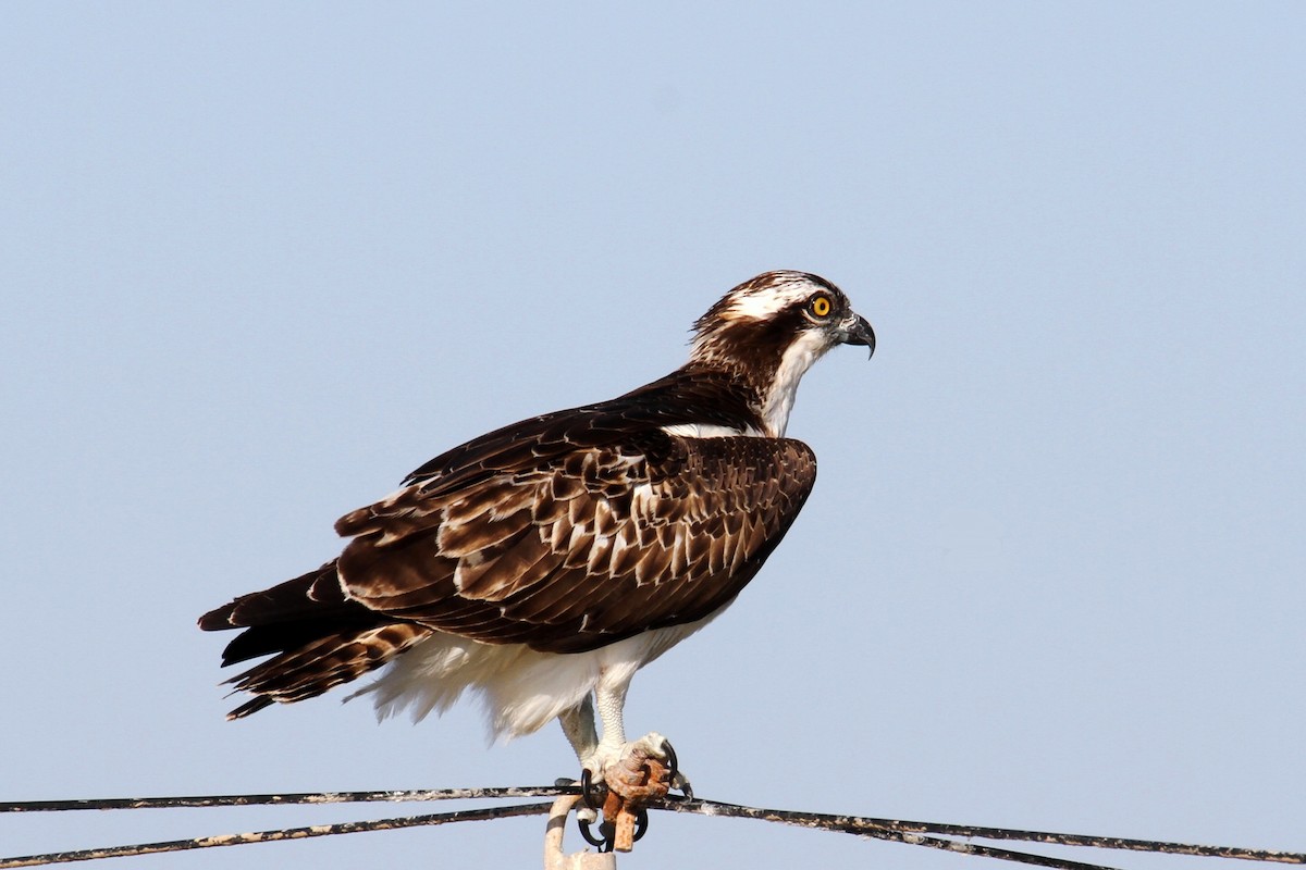 Osprey - yuda siliki