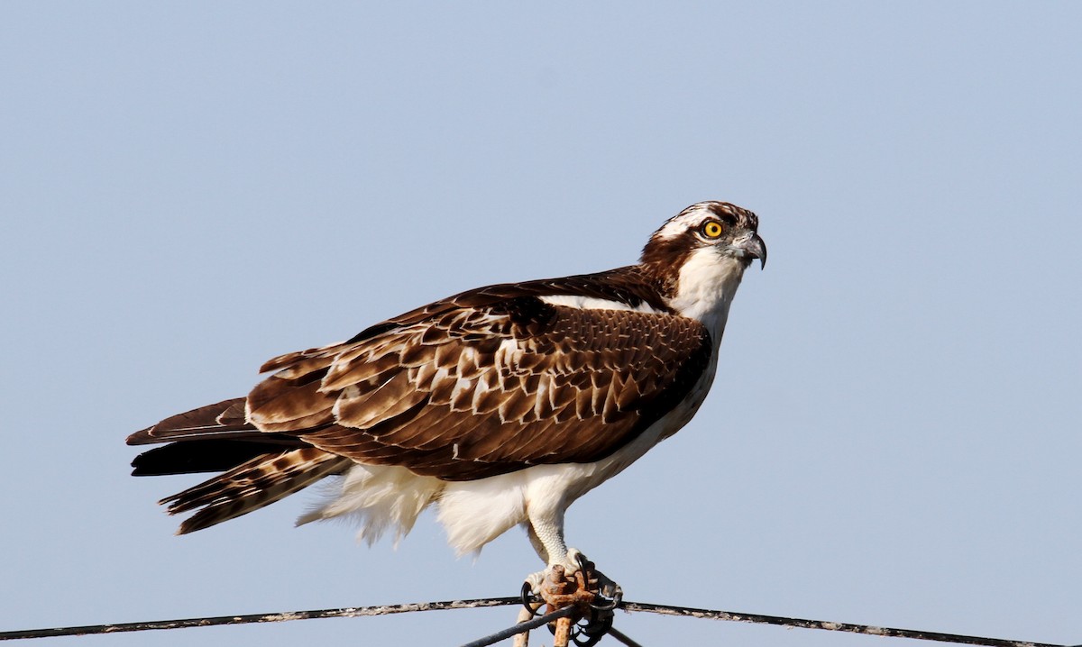 Osprey - ML506846151