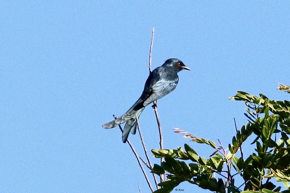 drongo kouřový - ML506846751