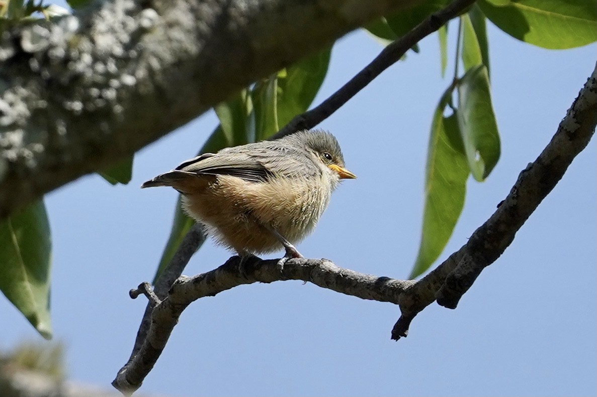 African Penduline-Tit - ML506847681
