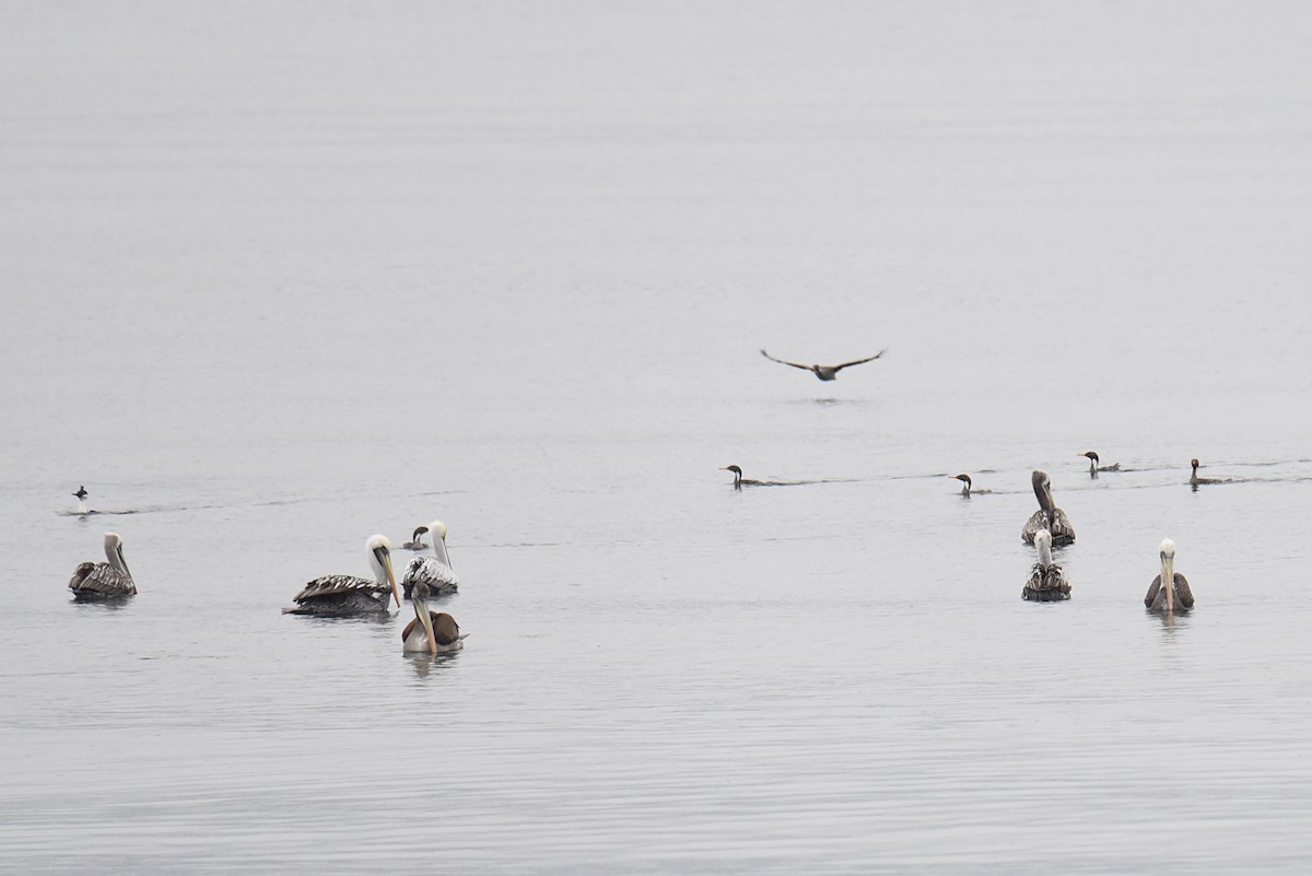 Red-legged Cormorant - ML506850631