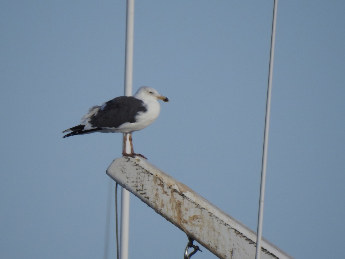 Western Gull - Jane Orbuch