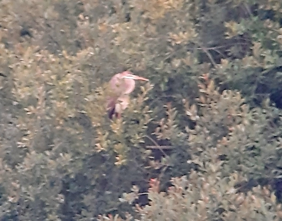 Зээрд дэглий - ML506851301