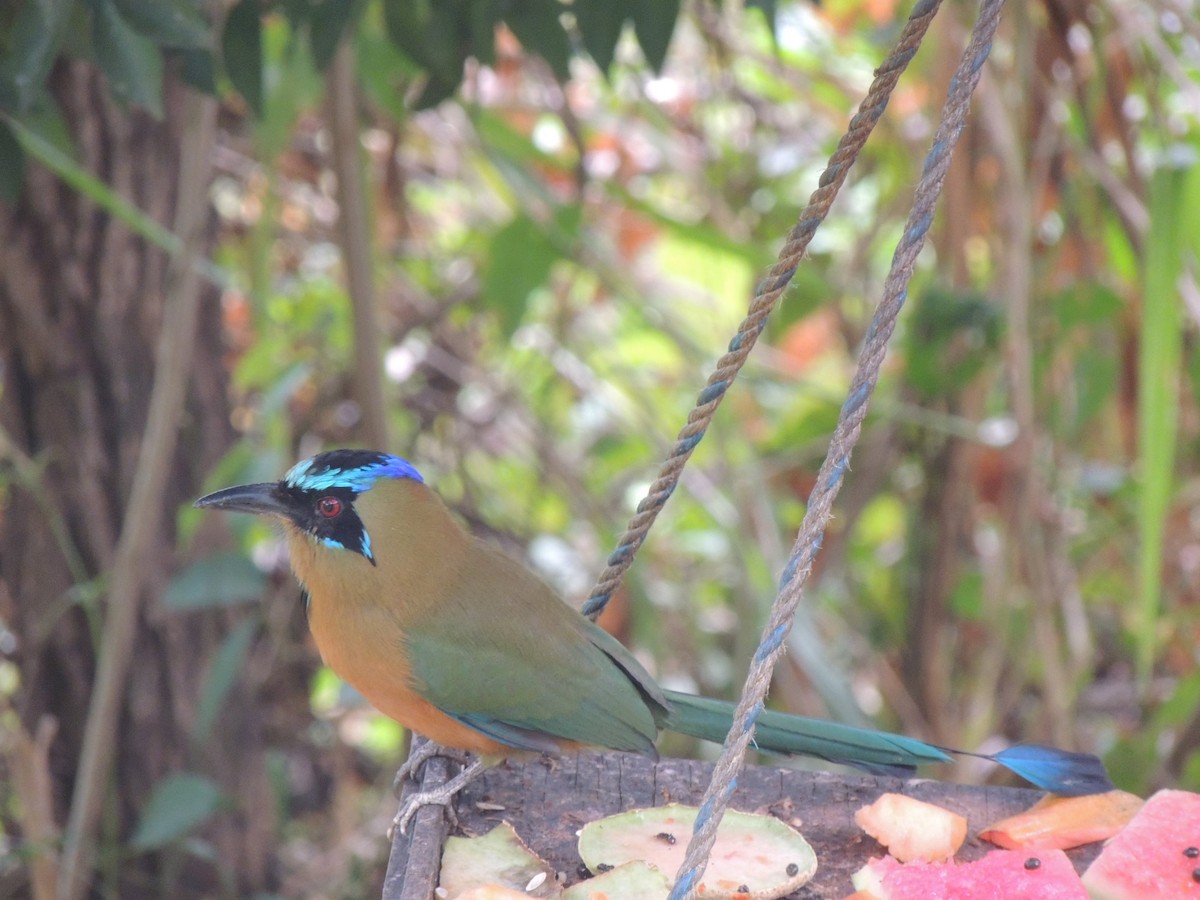 Whooping Motmot - ML506851841