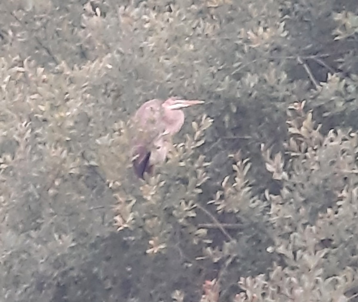 Зээрд дэглий - ML506854181