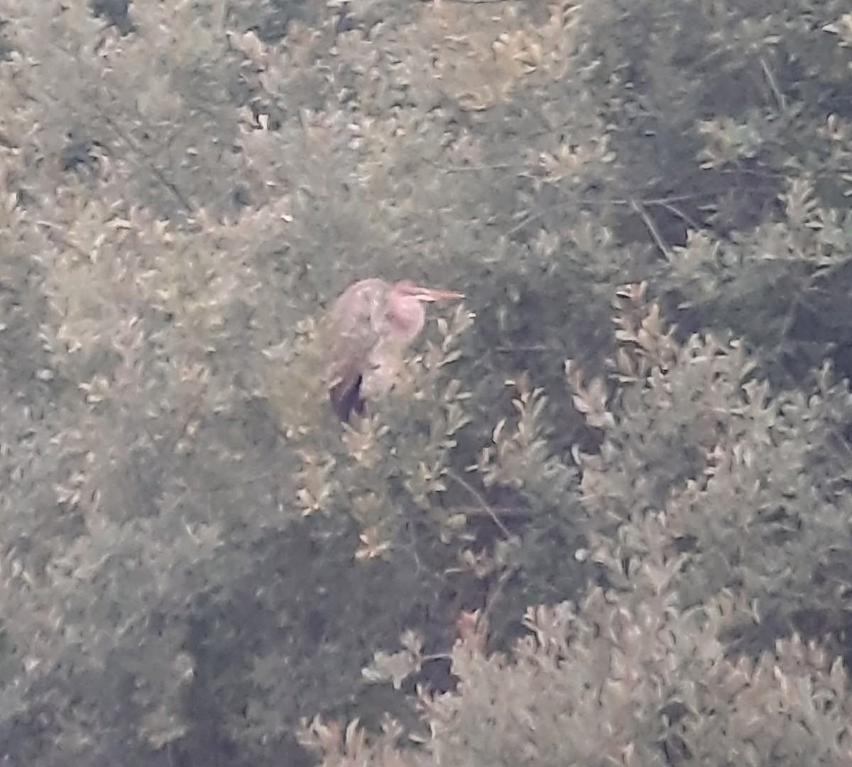 Зээрд дэглий - ML506855691