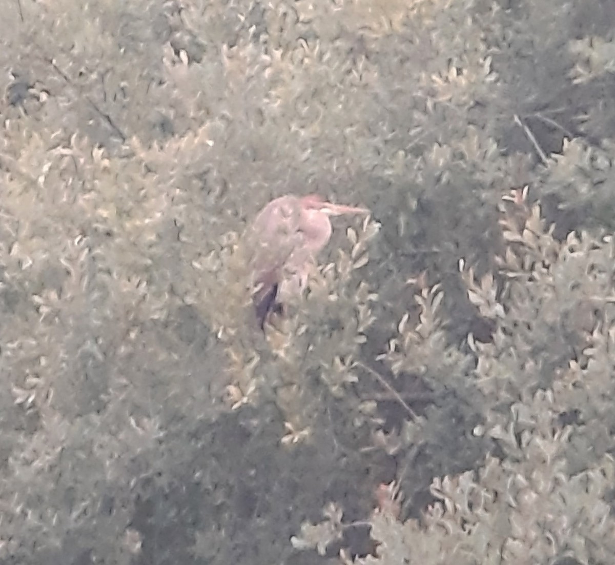 Зээрд дэглий - ML506857621