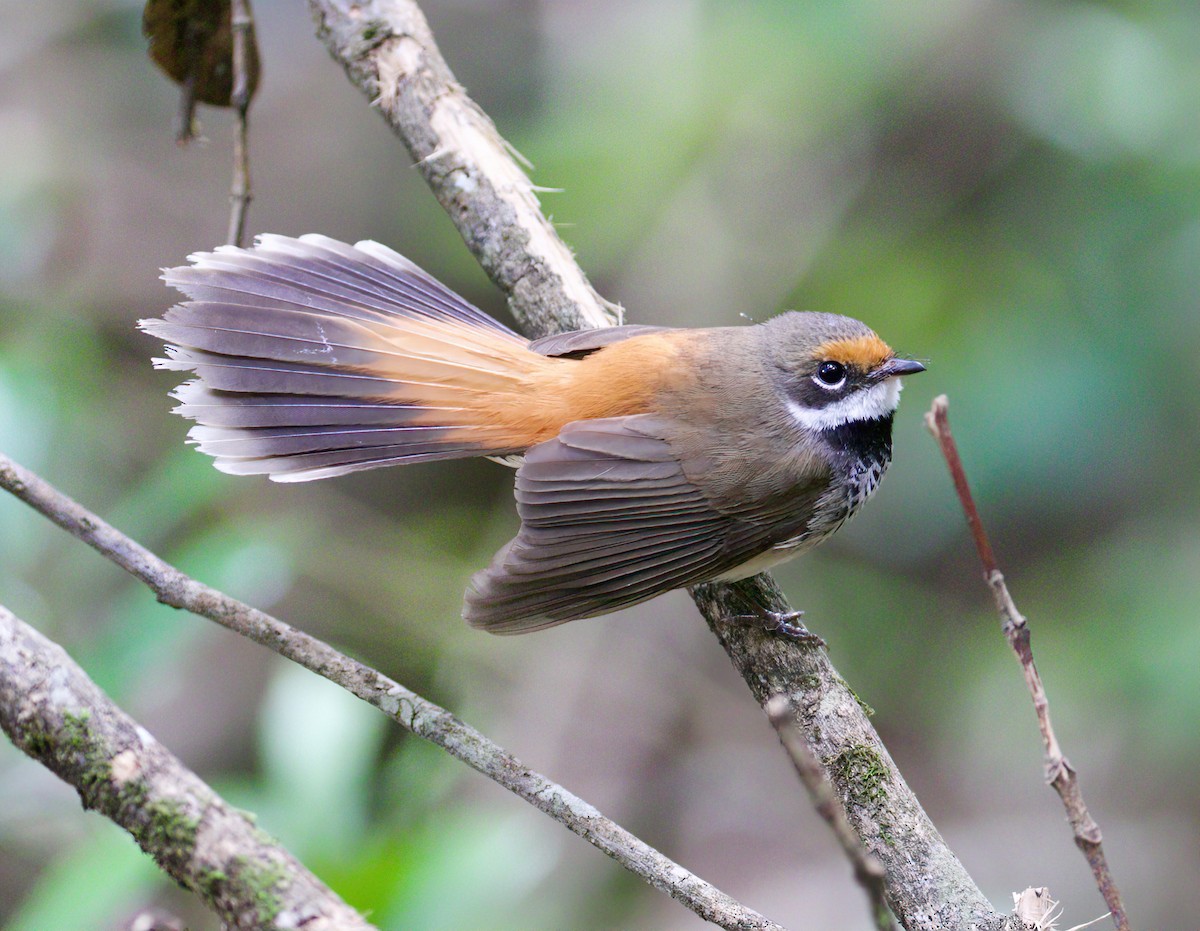 Australian Rufous Fantail - Scott Baker
