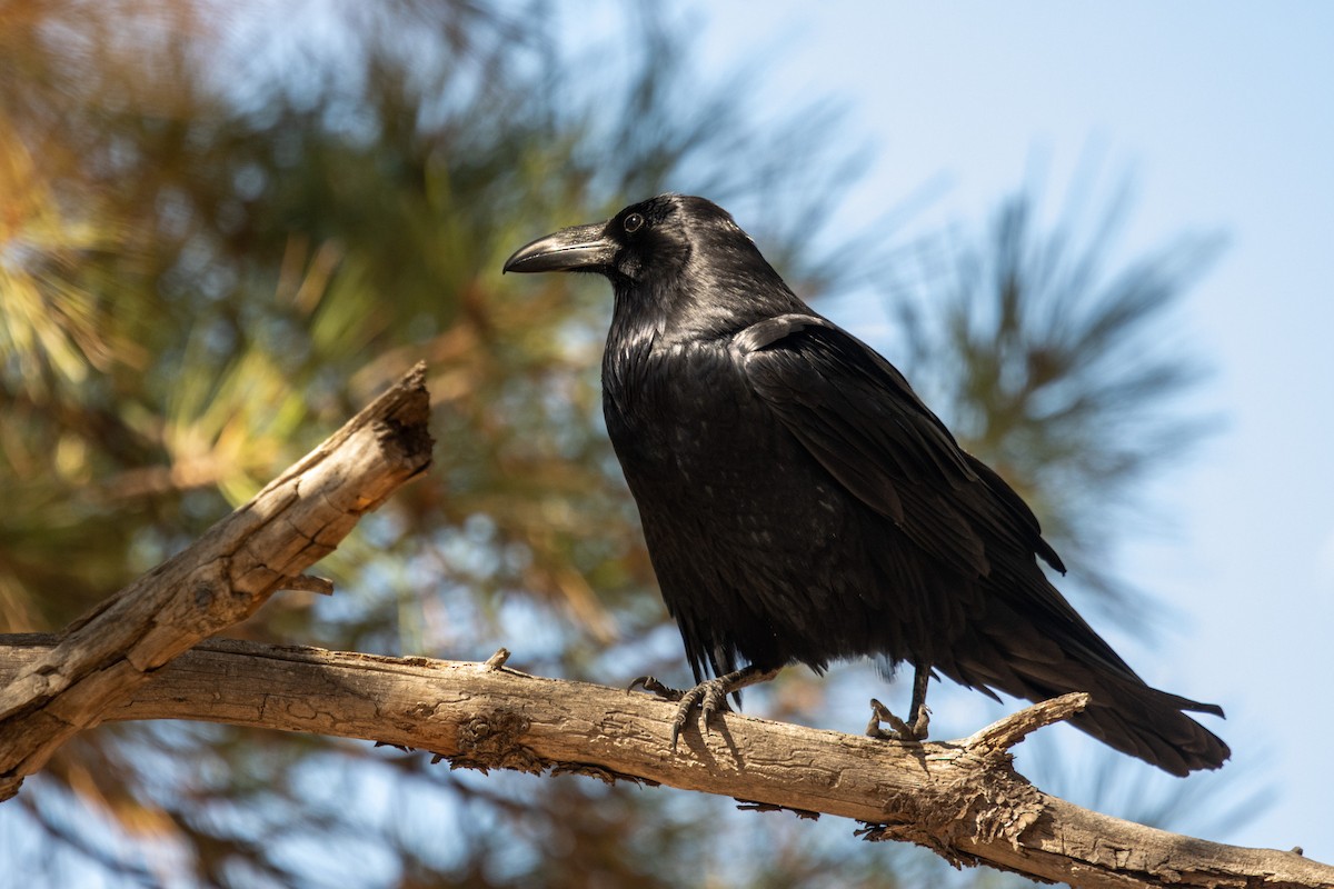 Common Raven - Dave Rodriguez