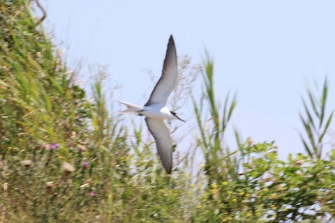 Bridled Tern - ML506859611