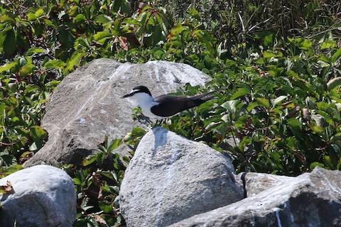 Bridled Tern - ML506859671