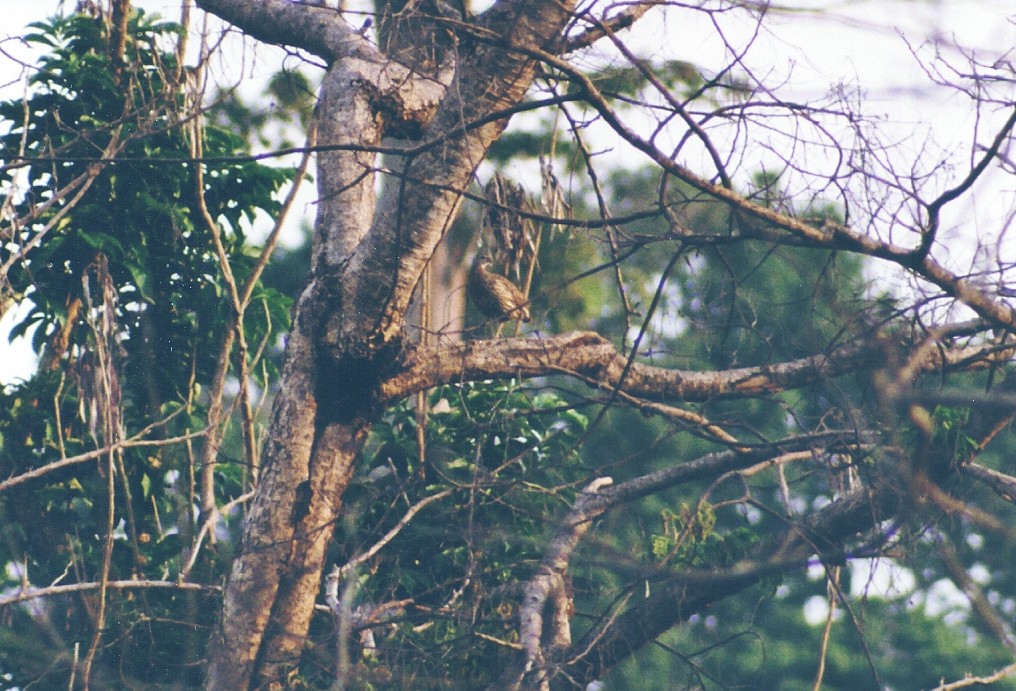 Francolin d'Ahanta - ML506859701