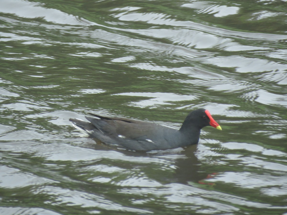 Common Gallinule - ML50685981