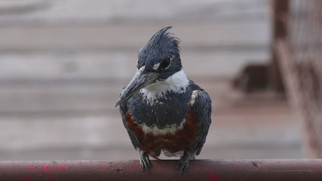 Ringed Kingfisher - ML506861091