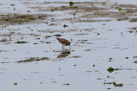 Little Stint - ML506861351