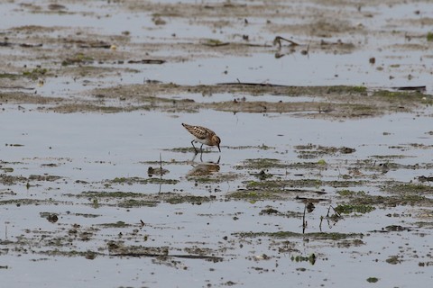 Little Stint - ML506861371