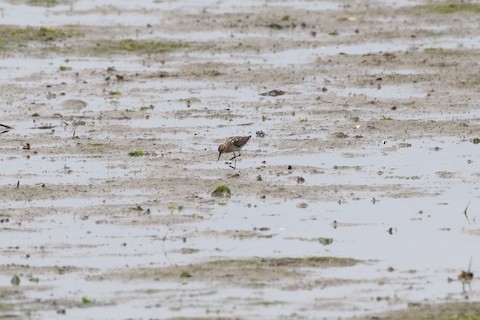 Little Stint - Danny Rottino