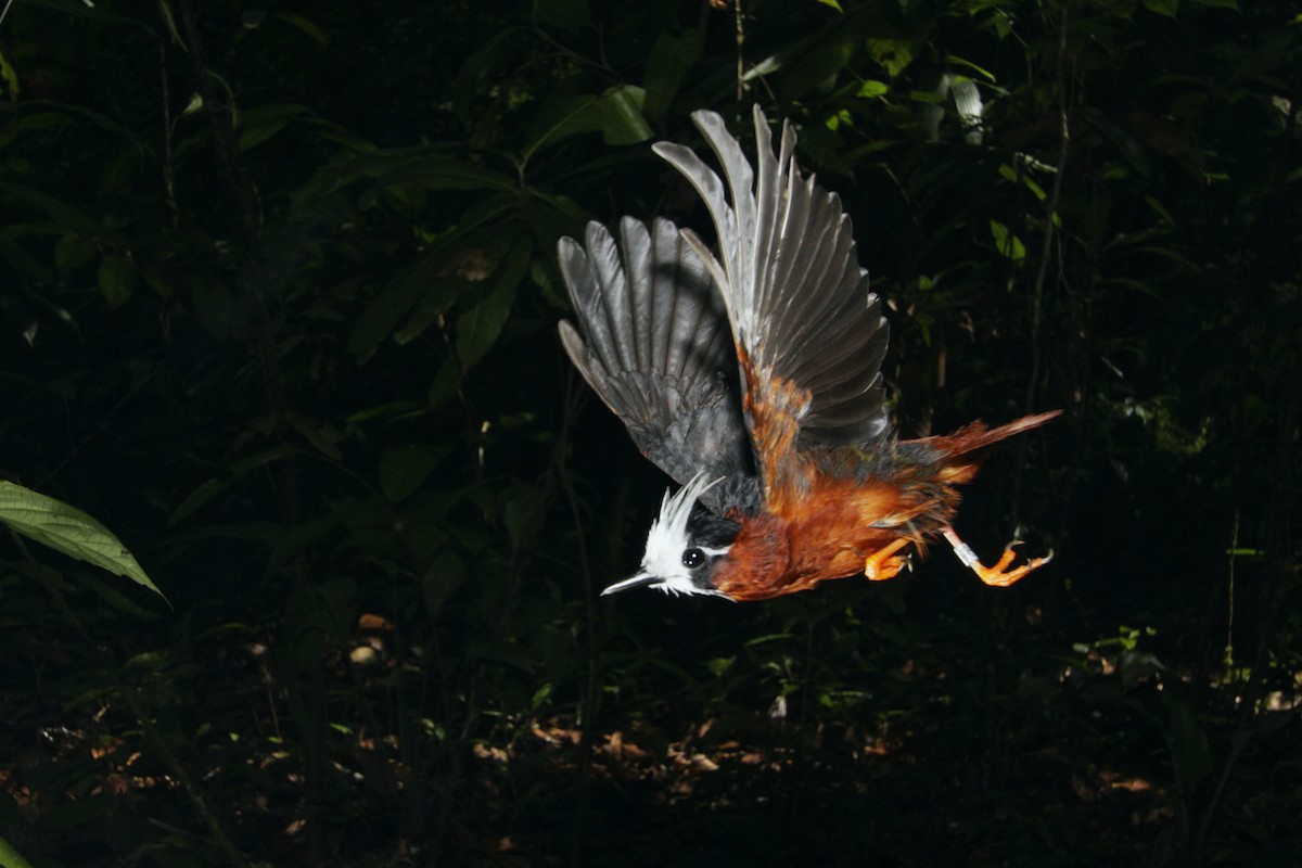 White-plumed Antbird - ML506861481