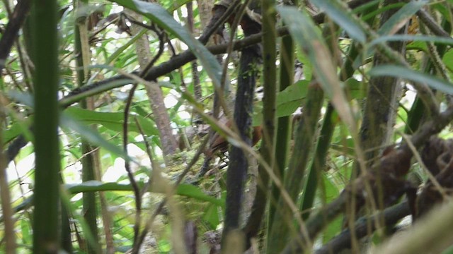 Urubamba Antpitta - ML506862081