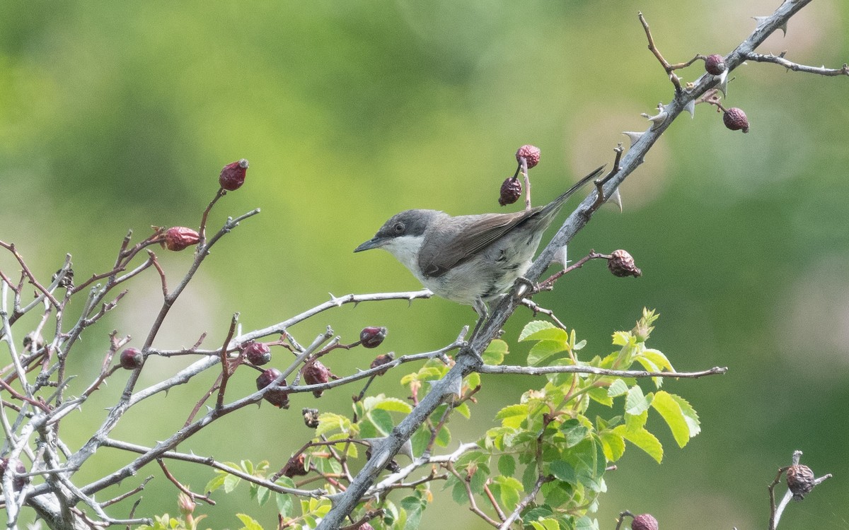 Eastern Orphean Warbler - ML506862151