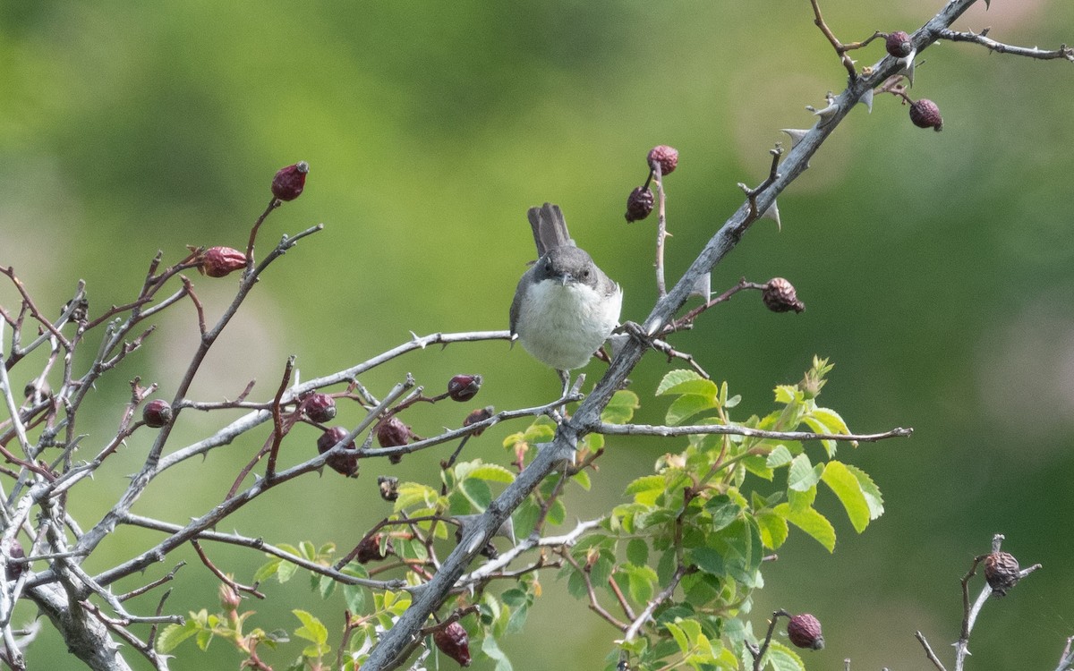 Eastern Orphean Warbler - ML506862161