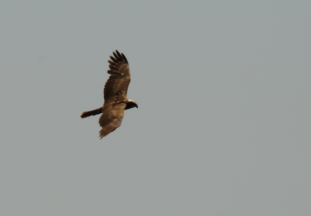 Western Marsh Harrier - Stephen Phillips