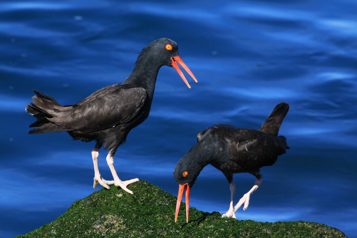Black Oystercatcher - Sarah Ngo