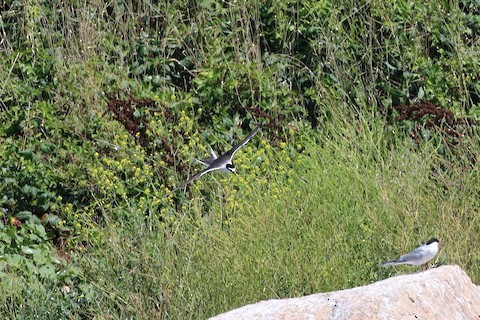 Bridled Tern - Emily Rottino