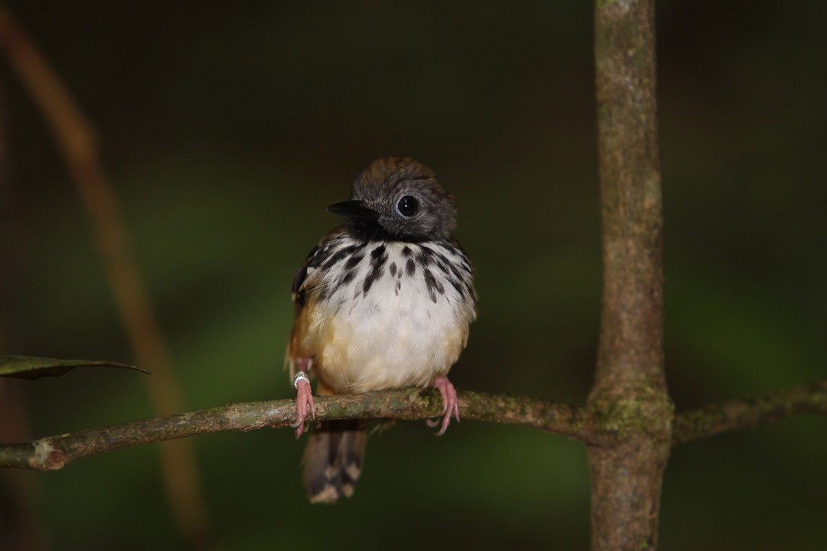 Spot-backed Antbird - ML506864061