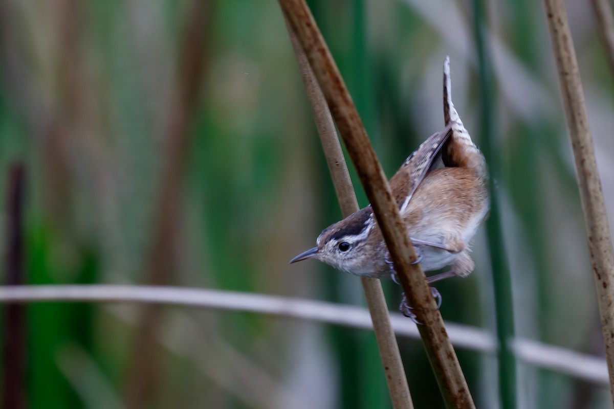 Marsh Wren - ML506864241