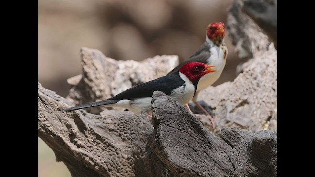 Yellow-billed Cardinal - ML506864391