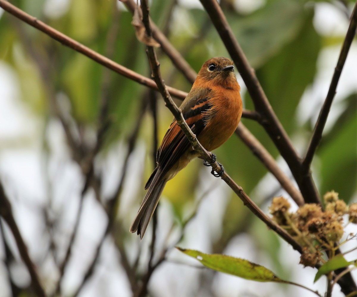 Cinnamon Flycatcher - ML506864461