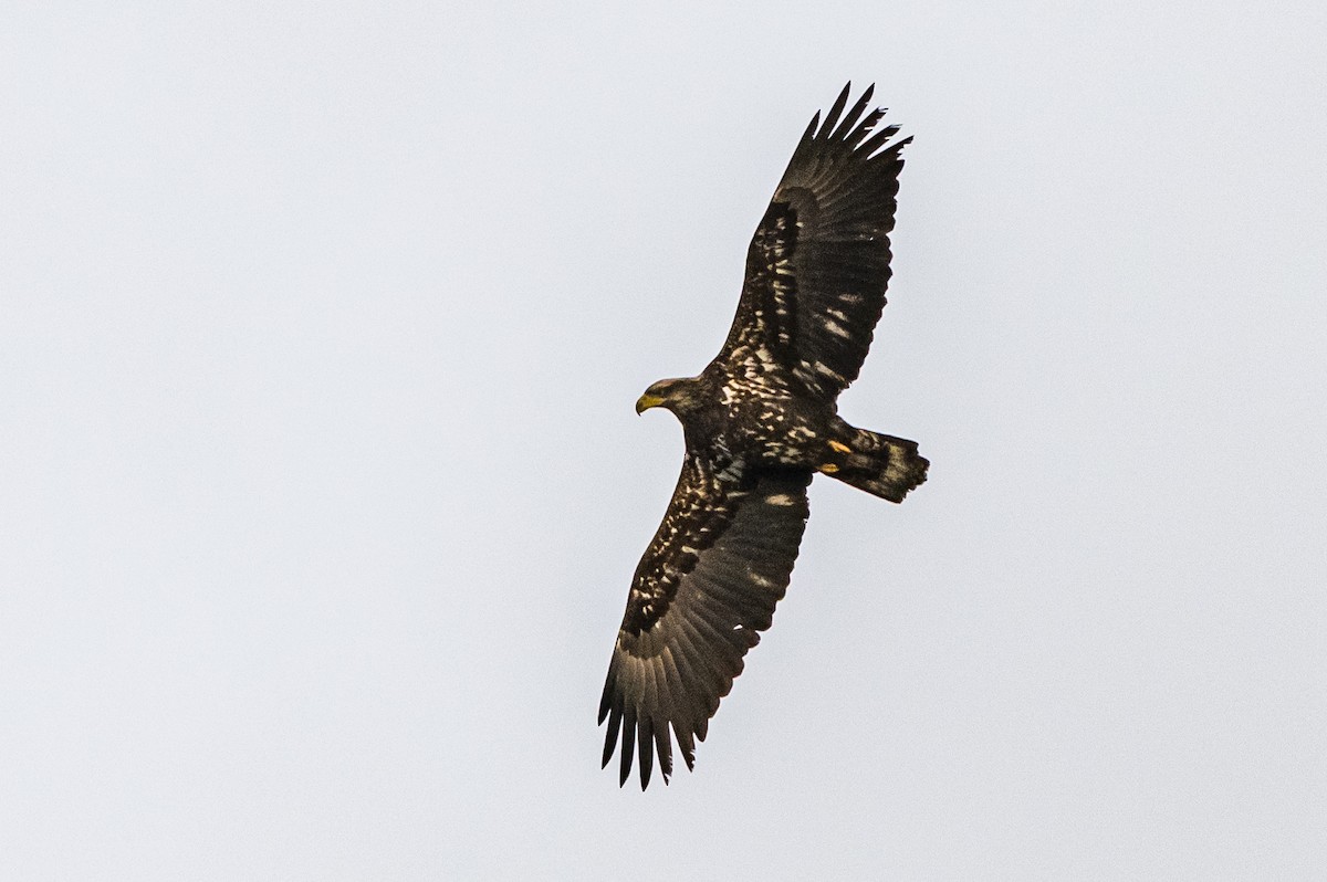 Bald Eagle - ML506864841